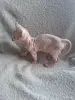 Кошки - Канадский сфинкс котята Бамбини Эльф - Вся Беларусь - Фото 3 Канадский сфинкс котята Бамбини Эльф - Вся Беларусь - 252494 - Доска объявлений Kupika.by - Фото 3