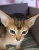 Кошки - абиссинкие котята - Вся Беларусь - Фото 2 абиссинкие котята - Вся Беларусь - 252097 - Доска объявлений Kupika.by - Фото 2