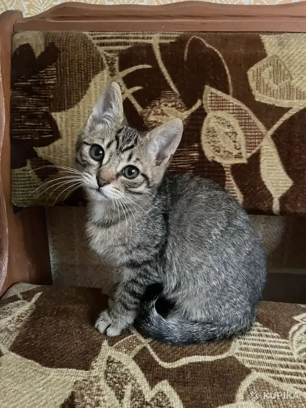 Кошки - Котята в дар - Вся Беларусь - Фото 2 Котята в дар - Вся Беларусь - 252024 - Доска объявлений Kupika.by - Фото 2