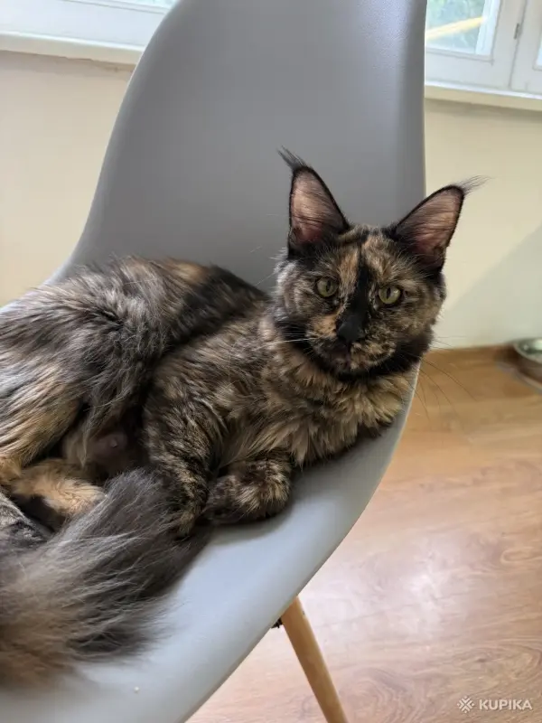 Кошки - Котята мейн-кун - Вся Беларусь - Фото 7 Котята мейн-кун - Вся Беларусь - 252200 - Доска объявлений Kupika.by - Фото 7