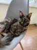Кошки - Котята мейн-кун - Вся Беларусь - Фото 7 Котята мейн-кун - Вся Беларусь - 252200 - Доска объявлений Kupika.by - Фото 7