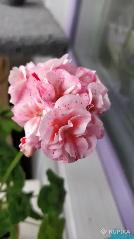 Комнатные растения - Герань Joan Hall,- молодые кустики - Вся Беларусь - Фото 3 Герань Joan Hall,- молодые кустики - Вся Беларусь - 252516 - Доска объявлений Kupika.by - Фото 3