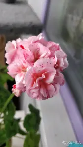 Герань Joan Hall,- молодые кустики