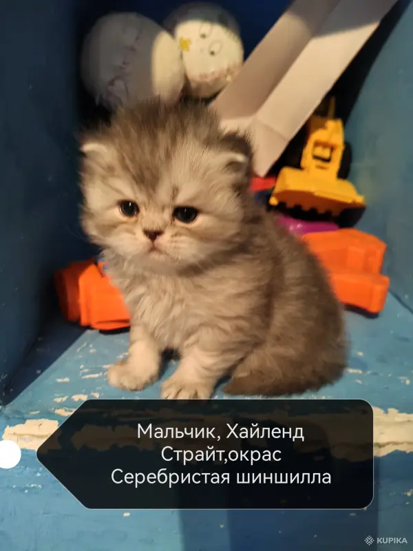 Кошки - Котята Хайленд, Скоттиш Страйт - Вся Беларусь - Фото 4 Котята Хайленд, Скоттиш Страйт - Вся Беларусь - 251712 - Доска объявлений Kupika.by - Фото 4