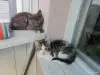 Котята - Вся Беларусь - 251484 - Доска объявлений Kupika.by - Фото 3