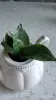 Сансевиерия + кашпо - Вся Беларусь - 251596 - Доска объявлений Kupika.by - Фото 5