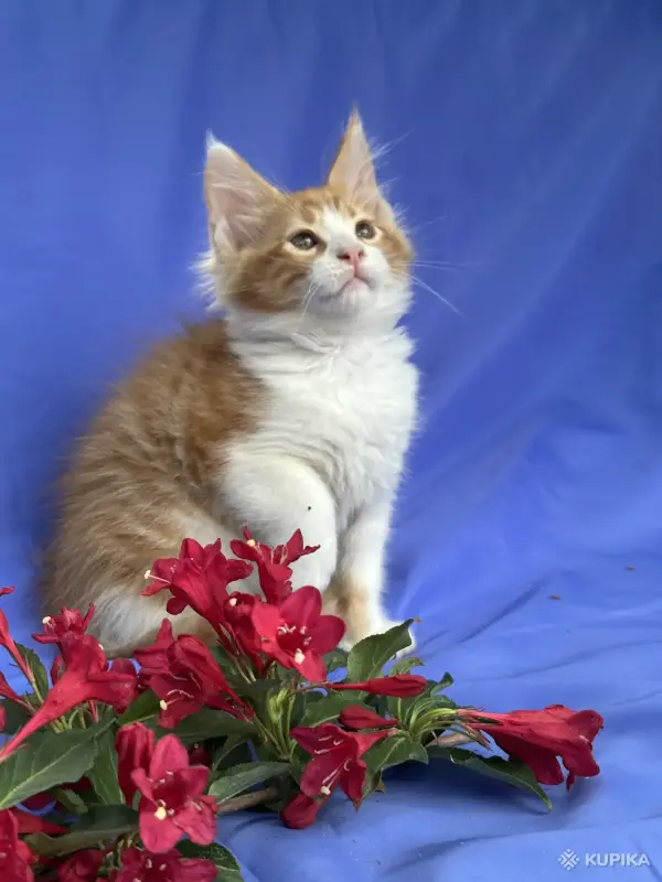 Кошки - Мейн-кун котята - Вся Беларусь - Фото 11 Мейн-кун котята - Вся Беларусь - 252096 - Доска объявлений Kupika.by - Фото 11