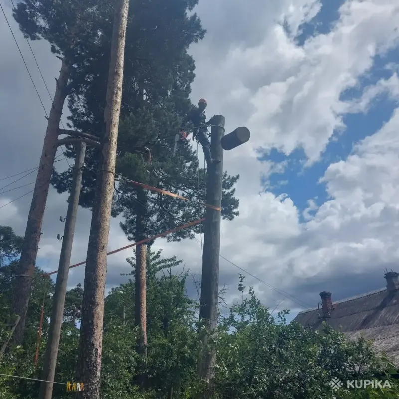 Уход за садом и огородом - СПИЛ деревьев любой сложности МИНСКАЯ ОБЛАСТЬ - Вся Беларусь - Фото 2 СПИЛ деревьев любой сложности МИНСКАЯ ОБЛАСТЬ - Вся Беларусь - 251086 - Доска объявлений Kupika.by - Фото 2