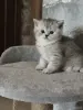 Кошки - Шотландские котята - Вся Беларусь - Фото 3 Шотландские котята - Вся Беларусь - 252710 - Доска объявлений Kupika.by - Фото 3
