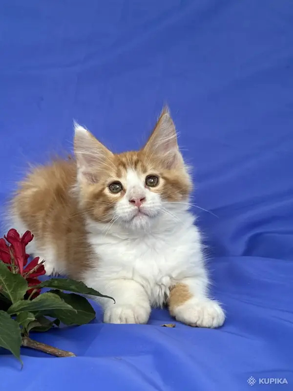 Кошки - Мейн-кун котята - Вся Беларусь - Фото 12 Мейн-кун котята - Вся Беларусь - 252096 - Доска объявлений Kupika.by - Фото 12