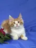 Кошки - Мейн-кун котята - Вся Беларусь - Фото 12 Мейн-кун котята - Вся Беларусь - 252096 - Доска объявлений Kupika.by - Фото 12