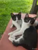 Кошки - Котята - Вся Беларусь - Фото 4 Котята - Вся Беларусь - 251571 - Доска объявлений Kupika.by - Фото 4