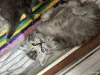 Котята шотландские - Вся Беларусь - 251682 - Доска объявлений Kupika.by - Фото 4