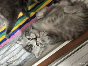 Котята шотландские