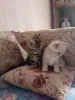 Кошки - Котята - Вся Беларусь - Фото 5 Котята - Вся Беларусь - 252062 - Доска объявлений Kupika.by - Фото 5