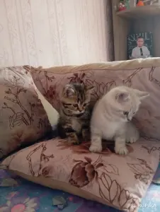 Котята