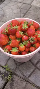 🍓 клубника своя