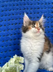 Мейн-кун котята