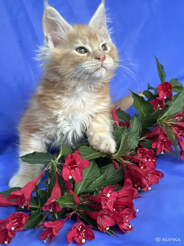 Кошки - Мейн-кун котята - Вся Беларусь - Фото 2 Мейн-кун котята - Вся Беларусь - 252096 - Доска объявлений Kupika.by - Фото 2