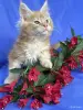 Кошки - Мейн-кун котята - Вся Беларусь - Фото 2 Мейн-кун котята - Вся Беларусь - 252096 - Доска объявлений Kupika.by - Фото 2