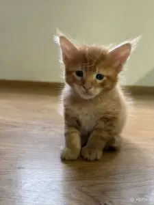 Котята мейн-кун