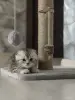 Кошки - Шотландские котята - Вся Беларусь - Фото 4 Шотландские котята - Вся Беларусь - 252710 - Доска объявлений Kupika.by - Фото 4