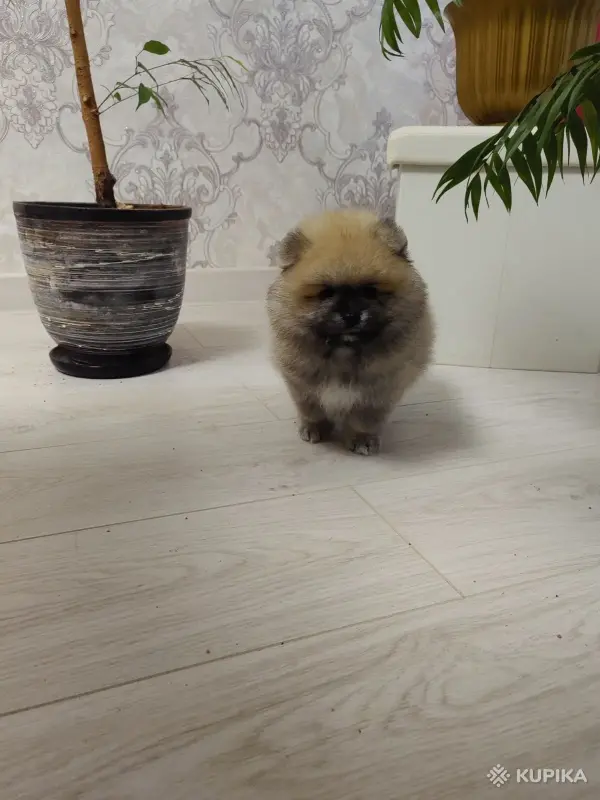 Мальчики померанского шпица - Вся Беларусь - 251619 - Доска объявлений Kupika.by - Фото 4
