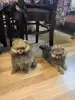 Мальчик померанского шпица. - Вся Беларусь - 253076 - Доска объявлений Kupika.by - Фото 2