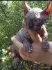 Кошки - Канадский сфинкс котята Бамбини Эльф - Вся Беларусь - Фото 13 Канадский сфинкс котята Бамбини Эльф - Вся Беларусь - 252494 - Доска объявлений Kupika.by - Фото 13