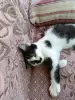 Котик в добрые руки😽🐈‍⬛😻! - Вся Беларусь - 253145 - Доска объявлений Kupika.by