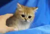 Кошки - Шотландские котята - Вся Беларусь - Фото 6 Шотландские котята - Вся Беларусь - 252149 - Доска объявлений Kupika.by - Фото 6
