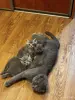 Котята - Вся Беларусь - 252581 - Доска объявлений Kupika.by