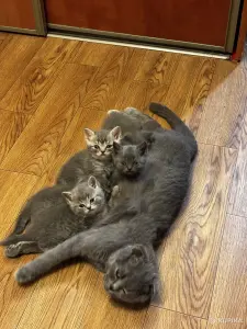 Котята