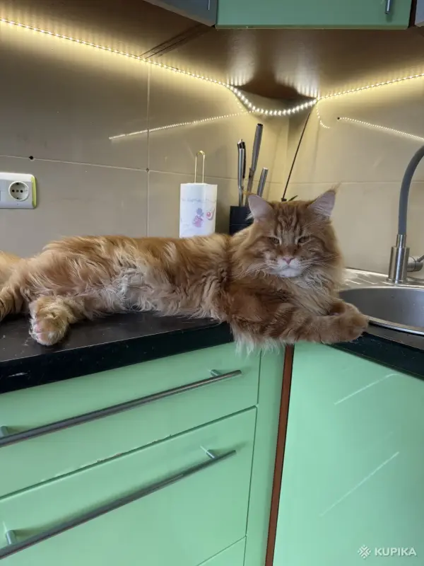 Кошки - Котята мейн-кун - Вся Беларусь - Фото 8 Котята мейн-кун - Вся Беларусь - 252200 - Доска объявлений Kupika.by - Фото 8