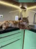 Кошки - Котята мейн-кун - Вся Беларусь - Фото 8 Котята мейн-кун - Вся Беларусь - 252200 - Доска объявлений Kupika.by - Фото 8