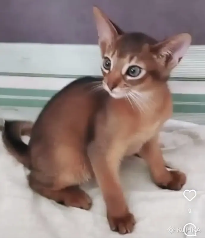 Кошки - абиссинкие котята - Вся Беларусь абиссинкие котята - Вся Беларусь - 252097 - Доска объявлений Kupika.by