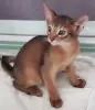 Кошки - абиссинкие котята - Вся Беларусь абиссинкие котята - Вся Беларусь - 252097 - Доска объявлений Kupika.by