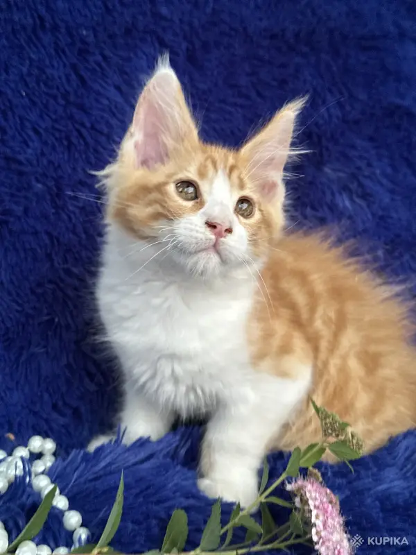 Кошки - Мейн-кун котята - Вся Беларусь - Фото 8 Мейн-кун котята - Вся Беларусь - 252201 - Доска объявлений Kupika.by - Фото 8