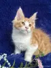 Кошки - Мейн-кун котята - Вся Беларусь - Фото 8 Мейн-кун котята - Вся Беларусь - 252201 - Доска объявлений Kupika.by - Фото 8