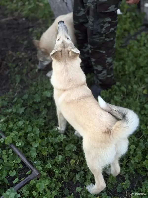 Щенки западно-сибирской лайки - Вся Беларусь - 252889 - Доска объявлений Kupika.by - Фото 5