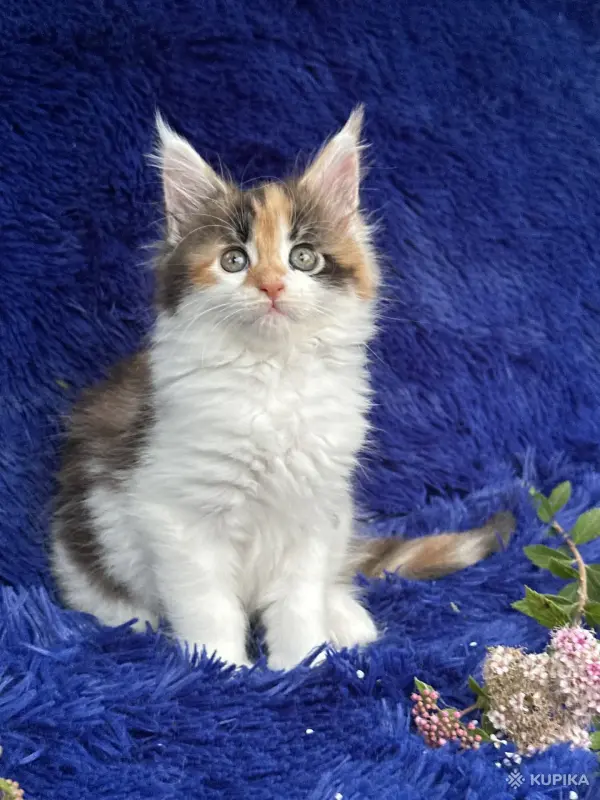 Кошки - Мейн-кун котята - Вся Беларусь - Фото 2 Мейн-кун котята - Вся Беларусь - 252201 - Доска объявлений Kupika.by - Фото 2