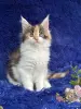 Кошки - Мейн-кун котята - Вся Беларусь - Фото 2 Мейн-кун котята - Вся Беларусь - 252201 - Доска объявлений Kupika.by - Фото 2