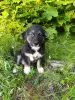 Собаки - Щенок - Вся Беларусь Щенок - Вся Беларусь - 252353 - Доска объявлений Kupika.by