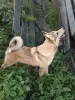 Щенки западно-сибирской лайки - Вся Беларусь - 252889 - Доска объявлений Kupika.by