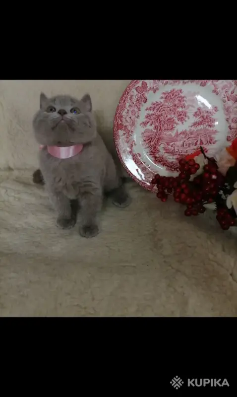 Кошки - Британские Котята - Вся Беларусь - Фото 9 Британские Котята - Вся Беларусь - 252184 - Доска объявлений Kupika.by - Фото 9