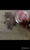 Кошки - Британские Котята - Вся Беларусь - Фото 9 Британские Котята - Вся Беларусь - 252184 - Доска объявлений Kupika.by - Фото 9