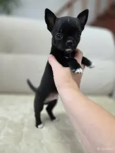 Щенки Чихуахуа