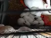 Другие животные - Декоративные, метисы, папа львиноголовый мама хотот - Вся Беларусь Декоративные, метисы, папа львиноголовый мама хотот - Вся Беларусь - 252063 - Доска объявлений Kupika.by