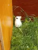 Другие животные - Декоративные кролики - Вся Беларусь - Фото 3 Декоративные кролики - Вся Беларусь - 252300 - Доска объявлений Kupika.by - Фото 3