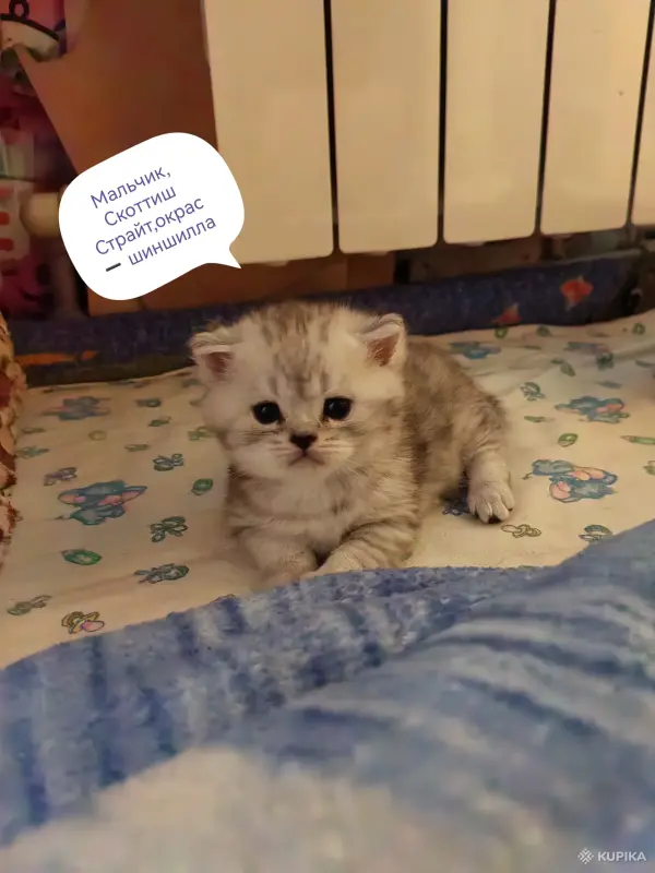 Кошки - Котята Хайленд, Скоттиш Страйт - Вся Беларусь - Фото 3 Котята Хайленд, Скоттиш Страйт - Вся Беларусь - 251712 - Доска объявлений Kupika.by - Фото 3